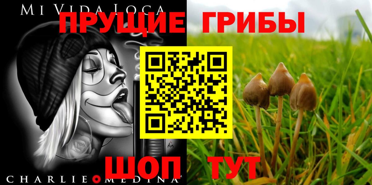Галлюциногенные грибы Psilocybe Губаха